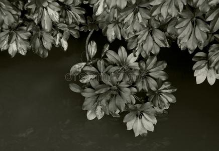 叶子关于章鱼树,西湖公园,福州,中国照片