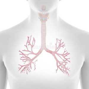 生物学气管图片-生物学气管素材-生物学气管插画-摄图新视界