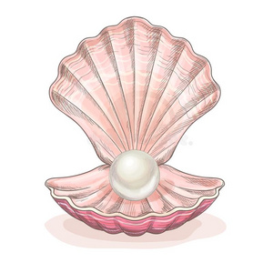 海蚌图片-海蚌素材-海蚌插画-摄图新视界