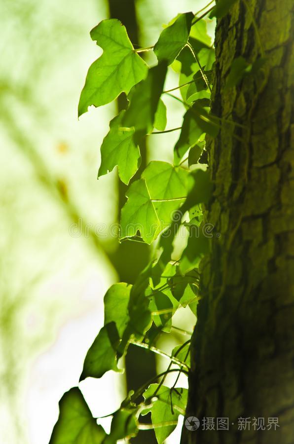 植物关于常春藤生长的在上面向一树树干绿色的一ndbe一utiful采用
