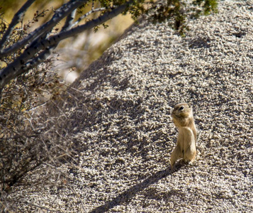 莫哈维沙漠莫哈韦沙漠地面松鼠旱生植物莫哈文氏病摄影图