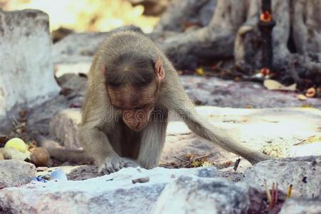 照片关于印度的恒河猴猴照片