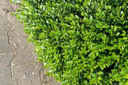 忍冬属植物忍冬毛菌属,女贞忍冬或盒-有叶的忍冬照片