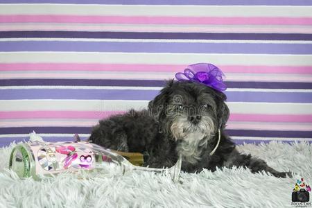 拉萨粗布日人像图片-拉萨粗布日人像素材-拉萨粗布日人像插画-摄图新