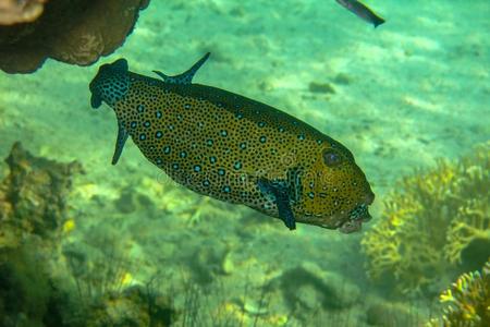 黄色的热带产的一种硬鳞鱼采用红色的海,埃及.美丽的鱼和蓝色地点照片
