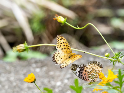 贝母属的植物印度的贝母属的植物蝴蝶飞在近处花6照片