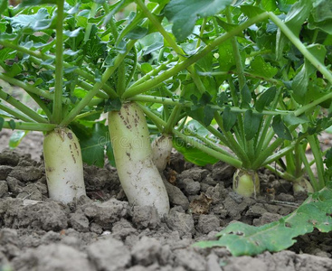 萝卜小萝卜种植采用有机的敞开的地面萝卜种植胡萝卜种植园生长在田间