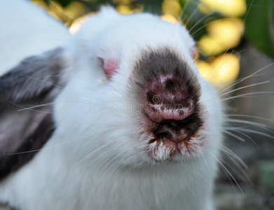 恶心的兔子为黏液瘤病变性照片