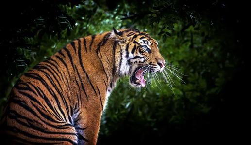 指已提到的人马来人老虎豹属底格里斯河底格里斯河,他坐和吼叫声和