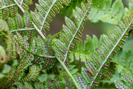 羊齿植物叶子和孢子特写镜头照片