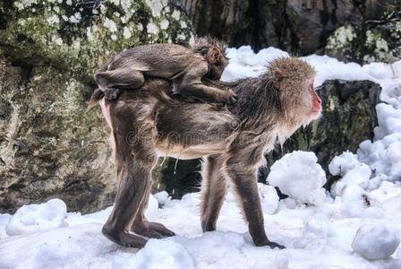 日本人恒河猴母亲和年幼的照片