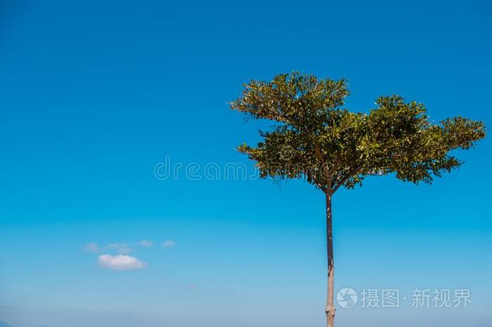 一孤独的身材高的树和蓝色天和云采用背景.