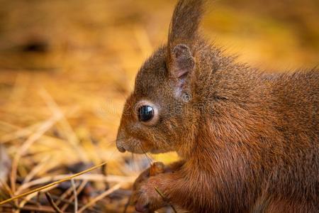 松鼠控股螺母图片