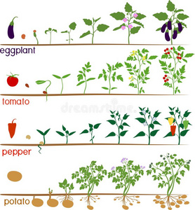 茄插画-茄手绘-茄卡通图-摄图新视界
