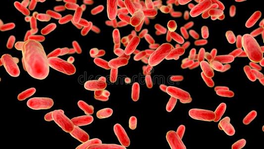 细菌博德杆菌百日咳,指已提到的人成为原因的代理人关于发嗬嗬声的