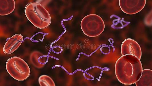 疏螺旋体包柔氏螺旋体菌细菌采用血照片