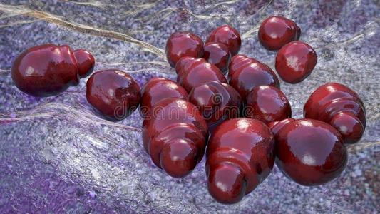 马拉色菌显微镜的真菌马拉色菌头皮屑照片