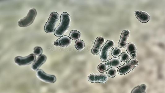 显微镜的真菌马拉色菌头皮屑照片