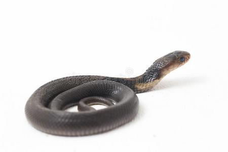 指已提到的人爪哇人分散眼镜蛇眼镜蛇:印度常见的一种眼镜蛇spitatrix