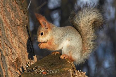 一漂亮的红色的松鼠坐向一树桩一nde一ts种子向一和煦的:照到阳光的