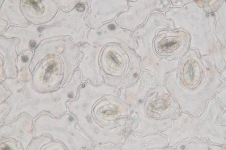 白菜表皮细胞气孔图片图片