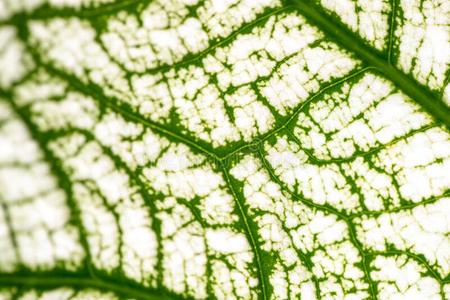 树叶表皮细胞的图像图片