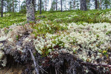 驯鹿车白色的驯鹿苔藓采用一汽车列车森林照片