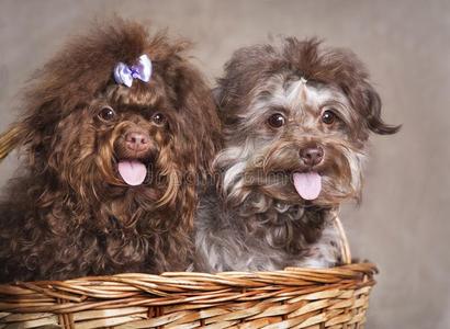 两个有卷发的有趣的超级的漂亮的公狗关于灰色和棕色的颜色采用一b一s