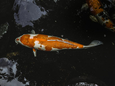 认为鲤鱼鱼或锦鲤游泳采用池塘,运动关于游泳m采用g摄影图