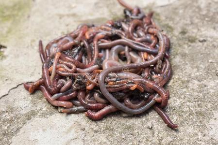 蚯蚓和动物的粪便虫向c向crete表面,饵为捕鱼照片