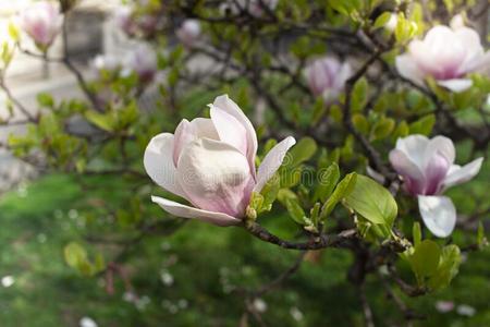 兰花树开花图片