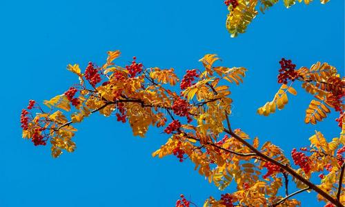 黑色的枝山灰图片