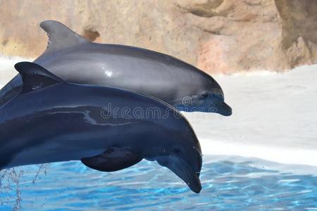 复古看海豚哺乳动物图片