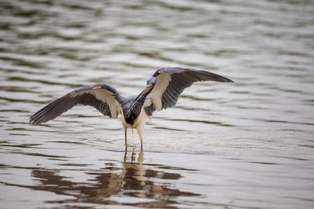有三色的鹭白鹭三色旗牛马饲料为鱼照片