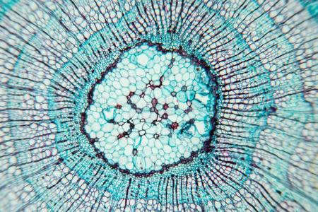 形成层细胞观察显微镜植物茎在下面指已提到的人显微镜为教室教育.