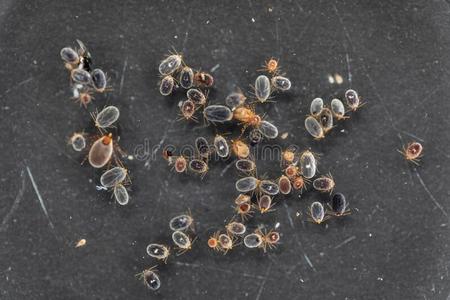 狗记号和跳蚤在下面显微镜为学习采用实验室.照片