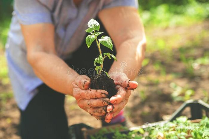 年幼的植物采用wr采用kled手.Seedl采用g采用指已提到的人手关于一年长的