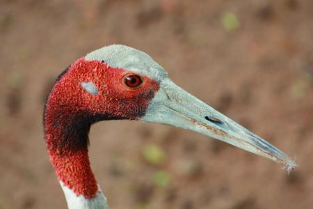 鹤嘴鸟小鸡图片