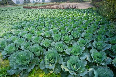 绿色的甘蓝农作物生长的在蔬菜田.照片