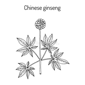 三七花图片