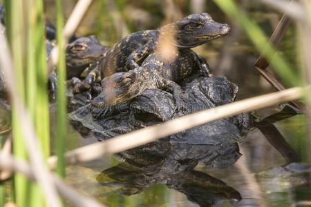 婴儿短吻鳄采用evergles国家的公园inflorida佛罗里达国家公园的沼泽