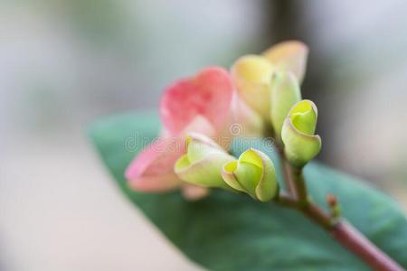 山芋粉图片 山芋粉素材 山芋粉插画 摄图新视界
