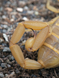 英语字母表的第16个字母1010034女性的刺尾蝎属雕像xeric变种尾一照片