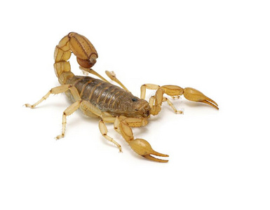 条纹尾条纹有尾的蝎子,78paravaejovis78斯皮尼格鲁斯,隔离的向