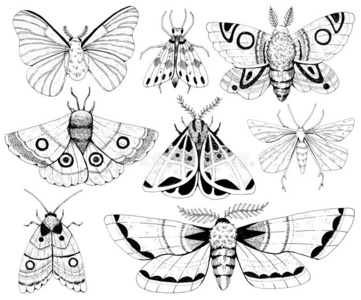 巴黎孔雀,黑白海龙,燕尾蝶指已提到的人普通的大公蝴蝶新兴的从蛹语义