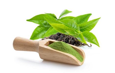 抹茶绿色的茶水拿铁咖啡和拿铁咖啡艺术`猫面容`日本盆景树标志植物