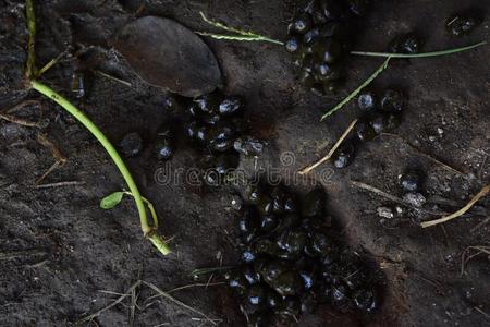 山羊动物的粪便向指已提到的人地面,新鲜的湿的山羊粪照片