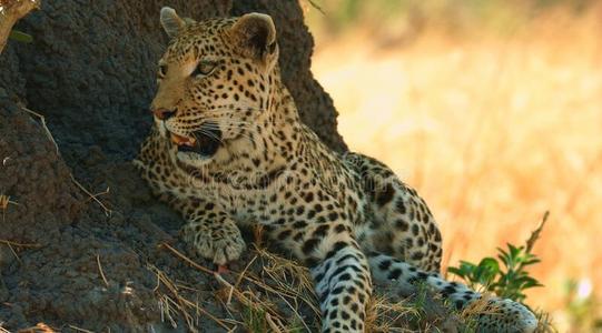 猎豹是濒临灭绝的图片