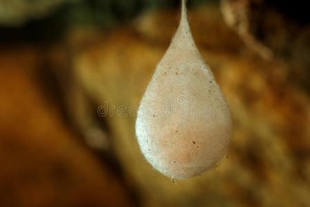 令人惊异的蜘蛛巢茧图片