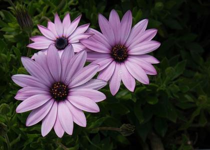 报春花上面图片